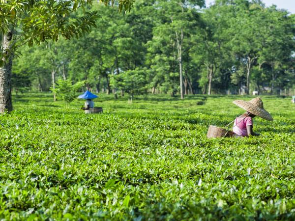 North East India tour, Nagaland & the Hornbill Festival