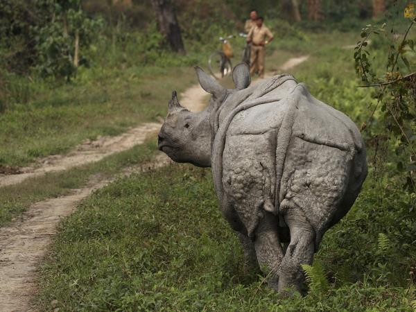 North East India tour, Nagaland & the Hornbill Festival