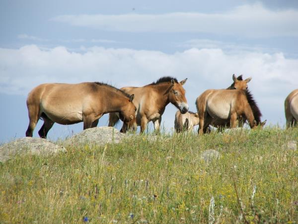 Wildlife conservation & research expedition in the Gobi Desert, Mongolia