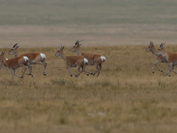 Wildlife conservation & research expedition in the Gobi Desert, Mongolia