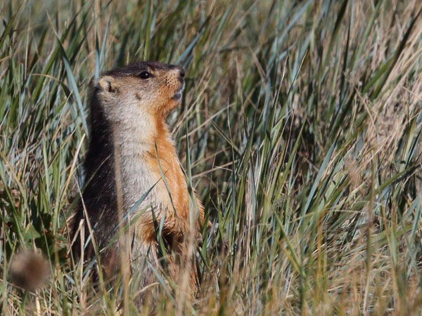 Wildlife conservation & research expedition in the Gobi Desert, Mongolia