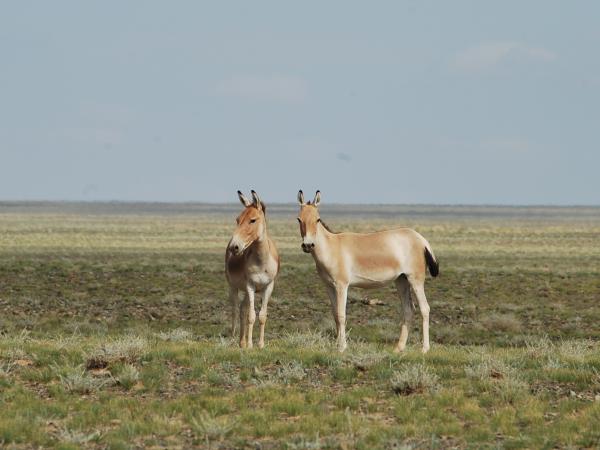 Wildlife conservation & research expedition in the Gobi Desert, Mongolia