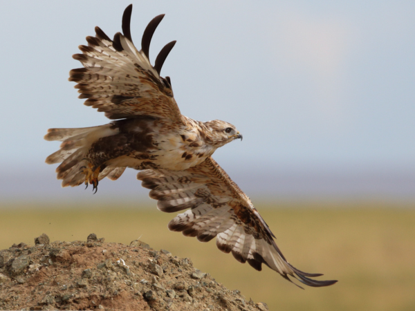Wildlife conservation & research expedition in the Gobi Desert, Mongolia