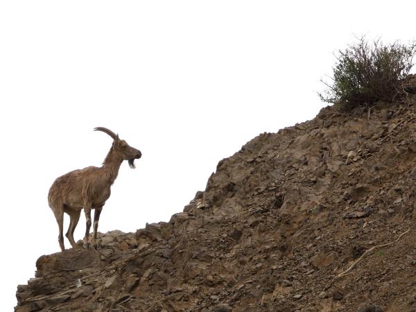 Wildlife conservation & research expedition in the Gobi Desert, Mongolia