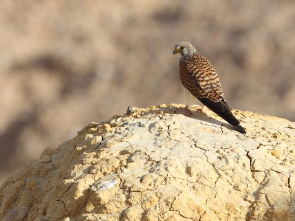 Wildlife conservation & research expedition in the Gobi Desert, Mongolia
