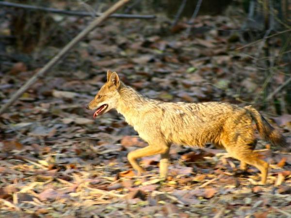 India wildlife and tiger safari