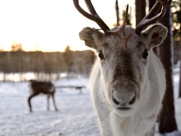 Northern Lights vacation, Finnish Lapland