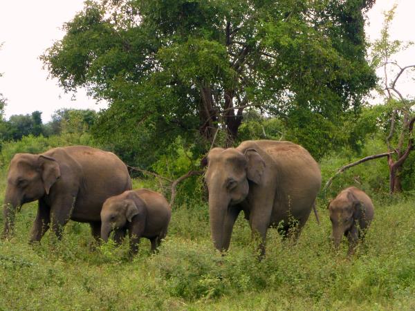 Sri Lanka wildlife and culture vacation
