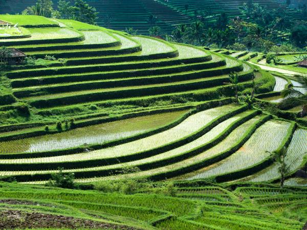 Bali discovery vacation, tailor made