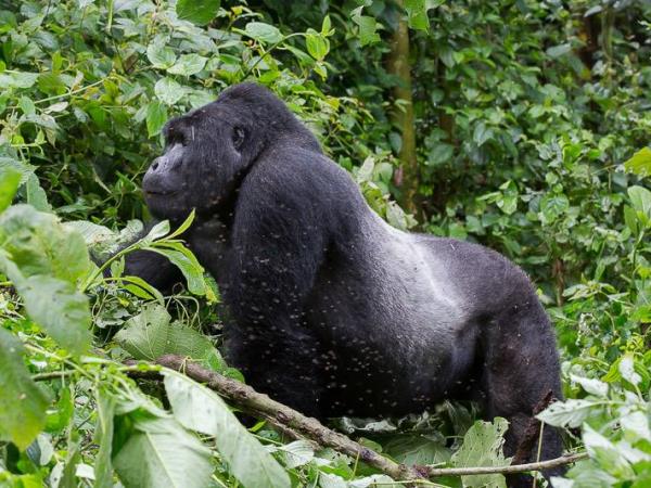 Gorilla and chimpanzee tracking vacation in Rwanda