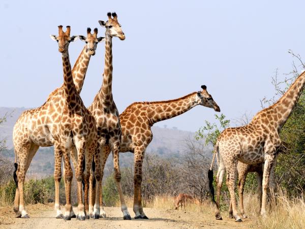 Kwazulu Natal safari and beach holiday, South Africa