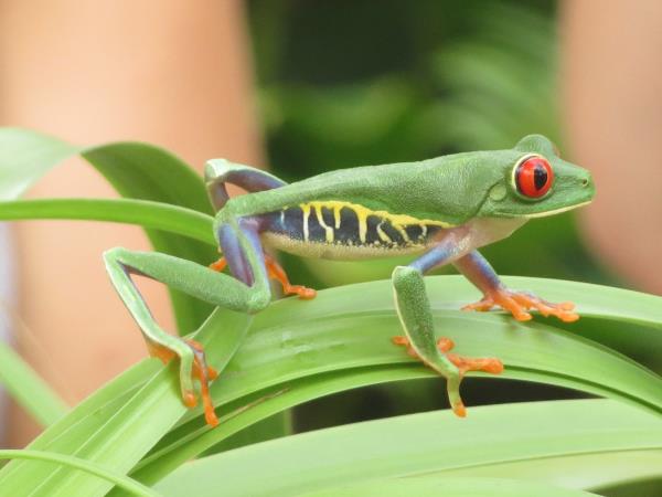 Costa Rica honeymoons