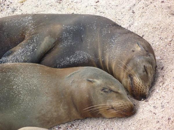 Ecuador & Galapagos natural history cruise, tailormade