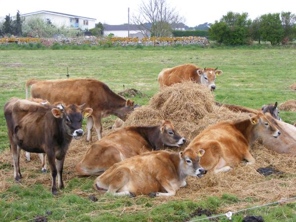 Jersey self guided walking tours, The Channel Islands