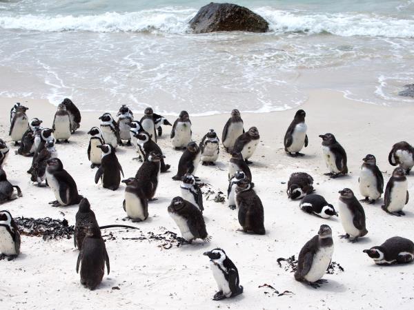South Africa family adventure vacation, tailor made