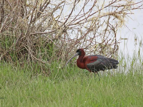 Birdwatching vacation in Greece