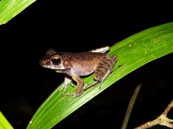 Borneo wildlife cycling vacation