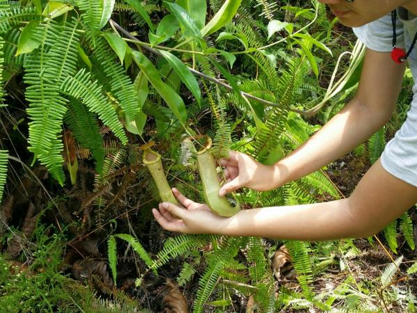 Borneo wildlife cycling vacation