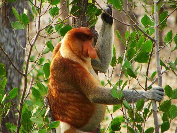 Borneo wildlife cycling vacation