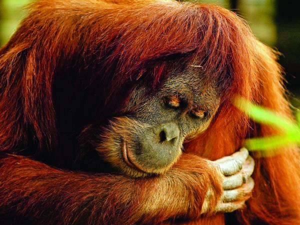 Borneo wildlife cycling vacation
