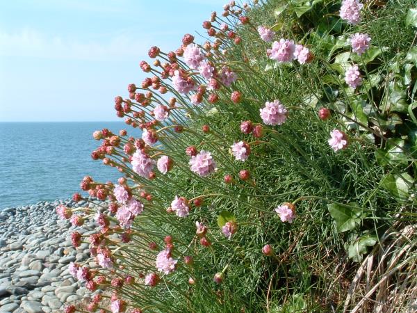Barnstaple to Bude South West Coast Path walk in England