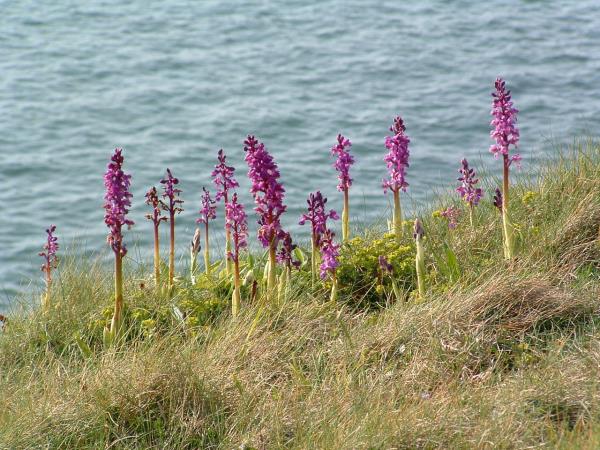 Barnstaple to Bude South West Coast Path walk in England