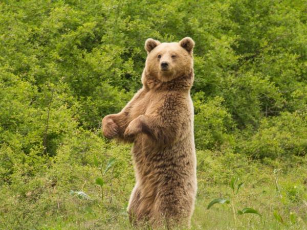 Northern Greece bear conservation tour