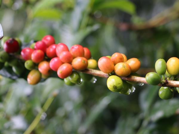 Coffee, Chocolate, & Machu Picchu tour in Peru