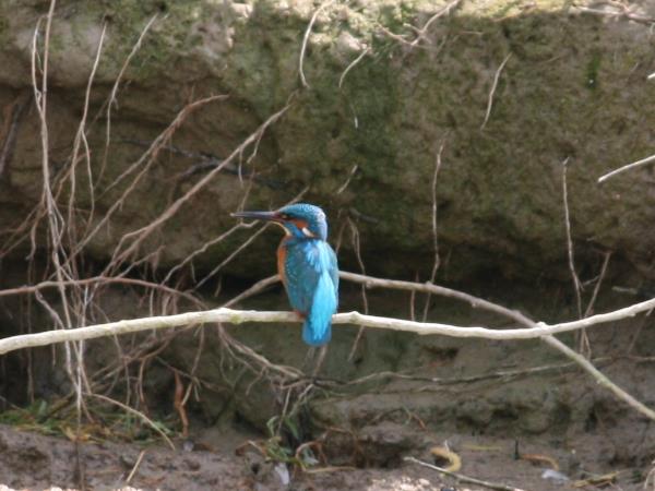 Romania wildlife vacation, bear tracking and birdwatching