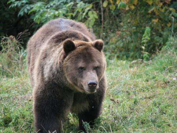 Romania wildlife vacation, bear tracking and birdwatching