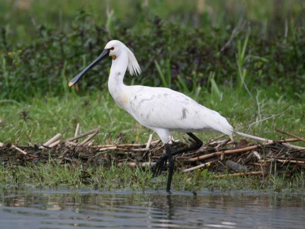 Romania wildlife vacation, bear tracking and birdwatching