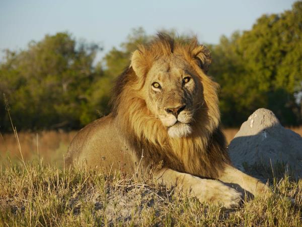 Botswana safari vacation