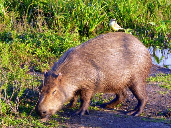 Northern Argentina wildlife vacation