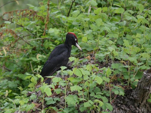 Romania wildlife holiday, bear watching and tracking