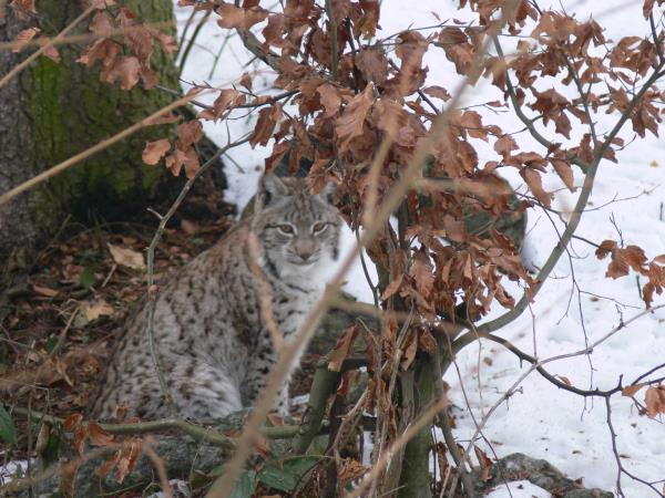 Transylvania wildlife vacation, lynx watching and tracking