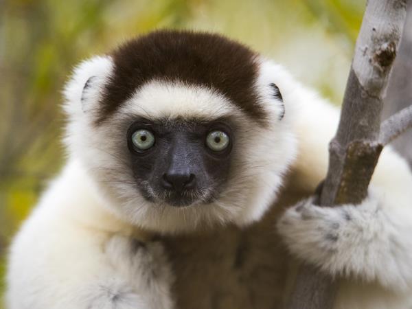 Madagascar wildlife and beaches vacation