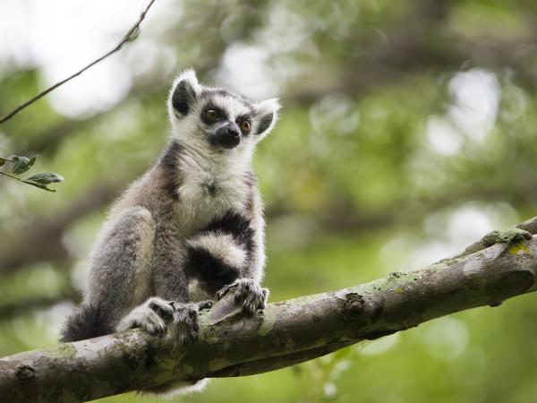 Madagascar wildlife and beaches vacation