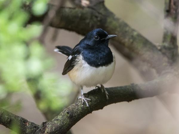 Madagascar wildlife and beaches vacation
