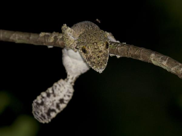 Madagascar wildlife and beaches vacation
