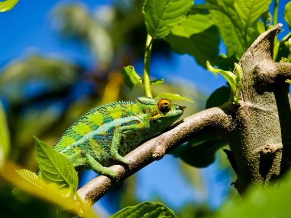 Madagascar tour, rainforest & beaches