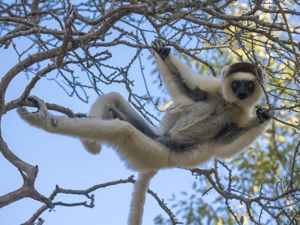 Madagascar tour, rainforest & beaches