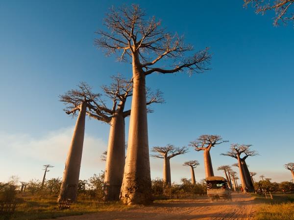 Tour of Madagascar, tailor made