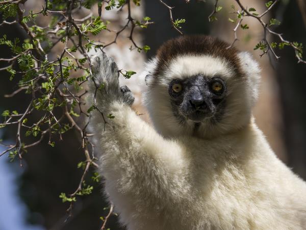 Tour of Madagascar, tailor made
