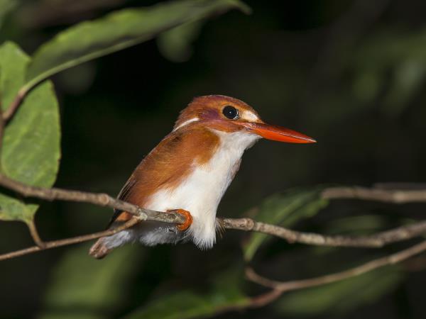 Tour of Madagascar, tailor made