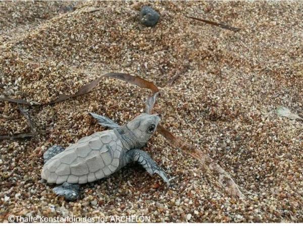Peloponnese turtle conservation holiday, Greece
