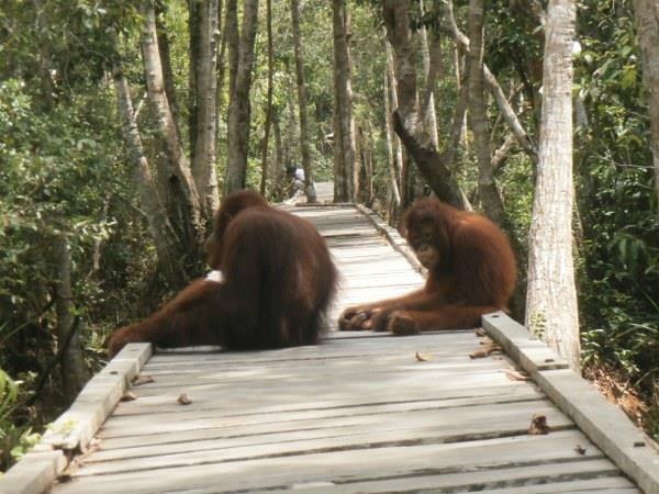 Highlights of Indonesia vacation