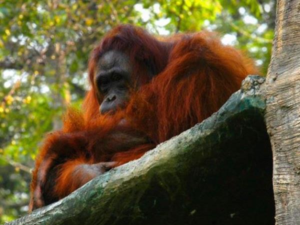 Highlights of Indonesia vacation