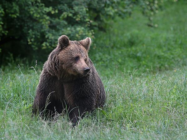 Brown bear watching vacation in Bulgaria