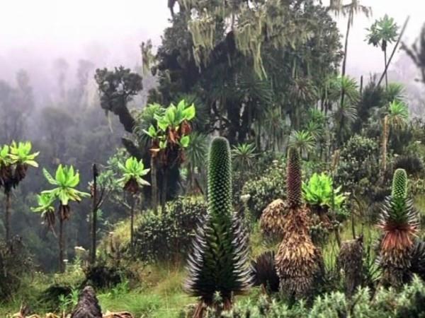 Gorilla and Rwenzori expedition in Uganda