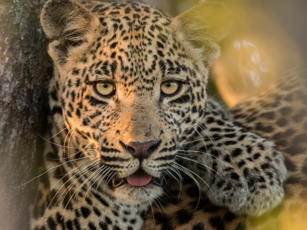 South Africa wildlife photography safari
